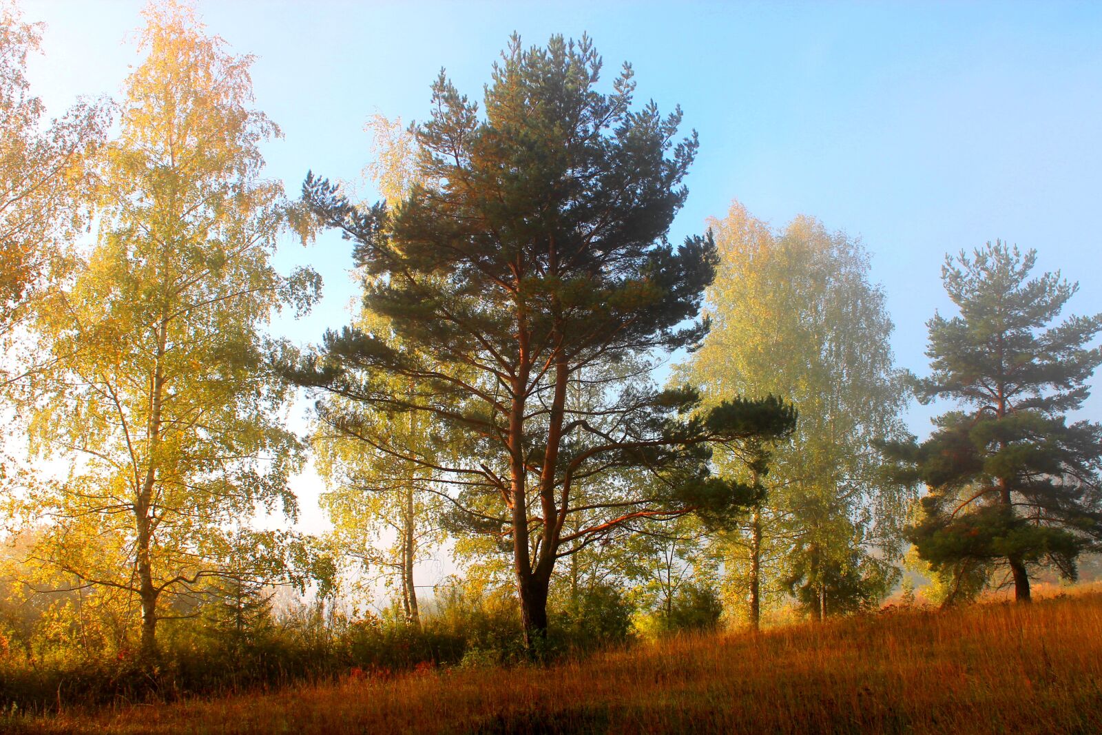 Canon EOS 1100D (EOS Rebel T3 / EOS Kiss X50) sample photo. Autumn, pine, tree photography