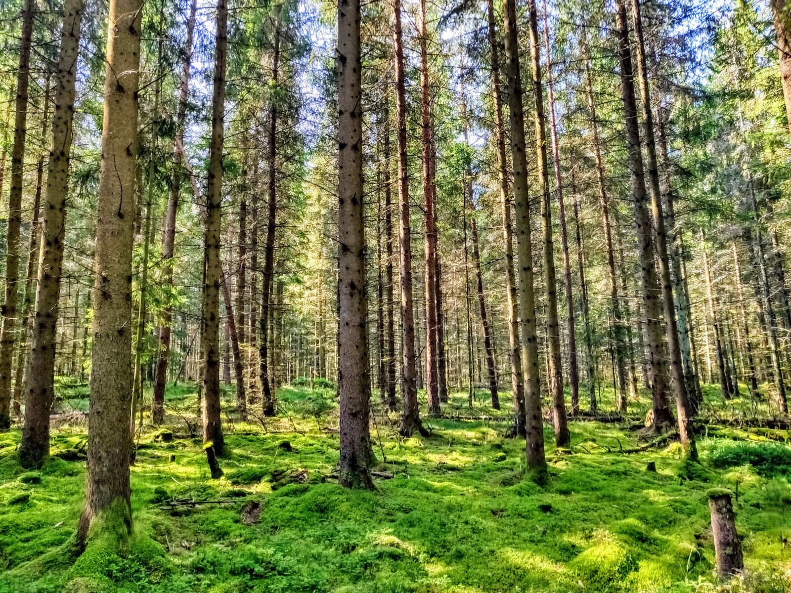 OnePlus 6T sample photo. Forest, trees, green photography