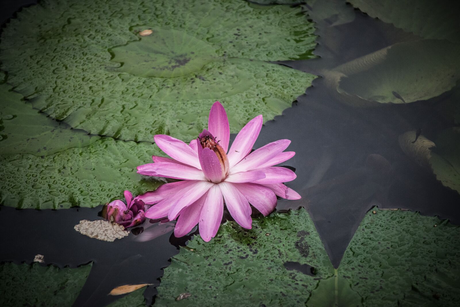 Nikon D5300 sample photo. Waterlilies, flowers, water photography