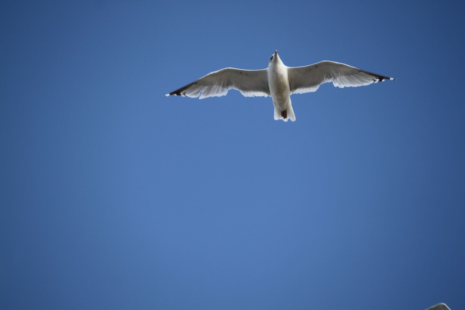 Canon EOS 500D (EOS Rebel T1i / EOS Kiss X3) sample photo. The flight of a photography