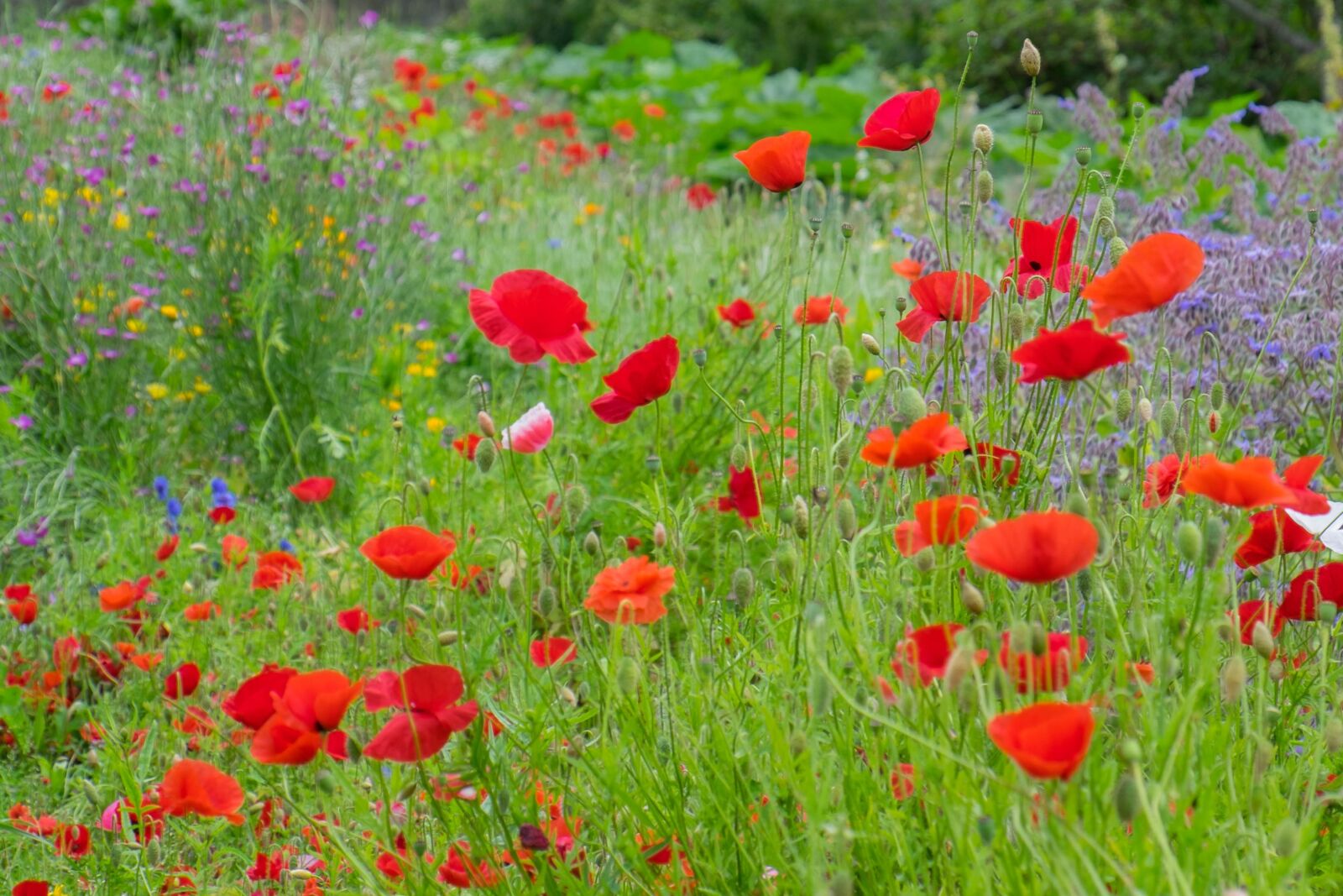 Fujifilm XF 18-135mm F3.5-5.6 R LM OIS WR sample photo. Flowers, summer, bloom photography