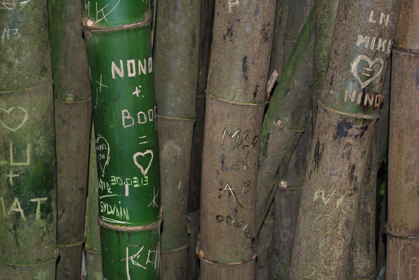 Nikon D60 sample photo. Bamboo, tag, rainforest photography