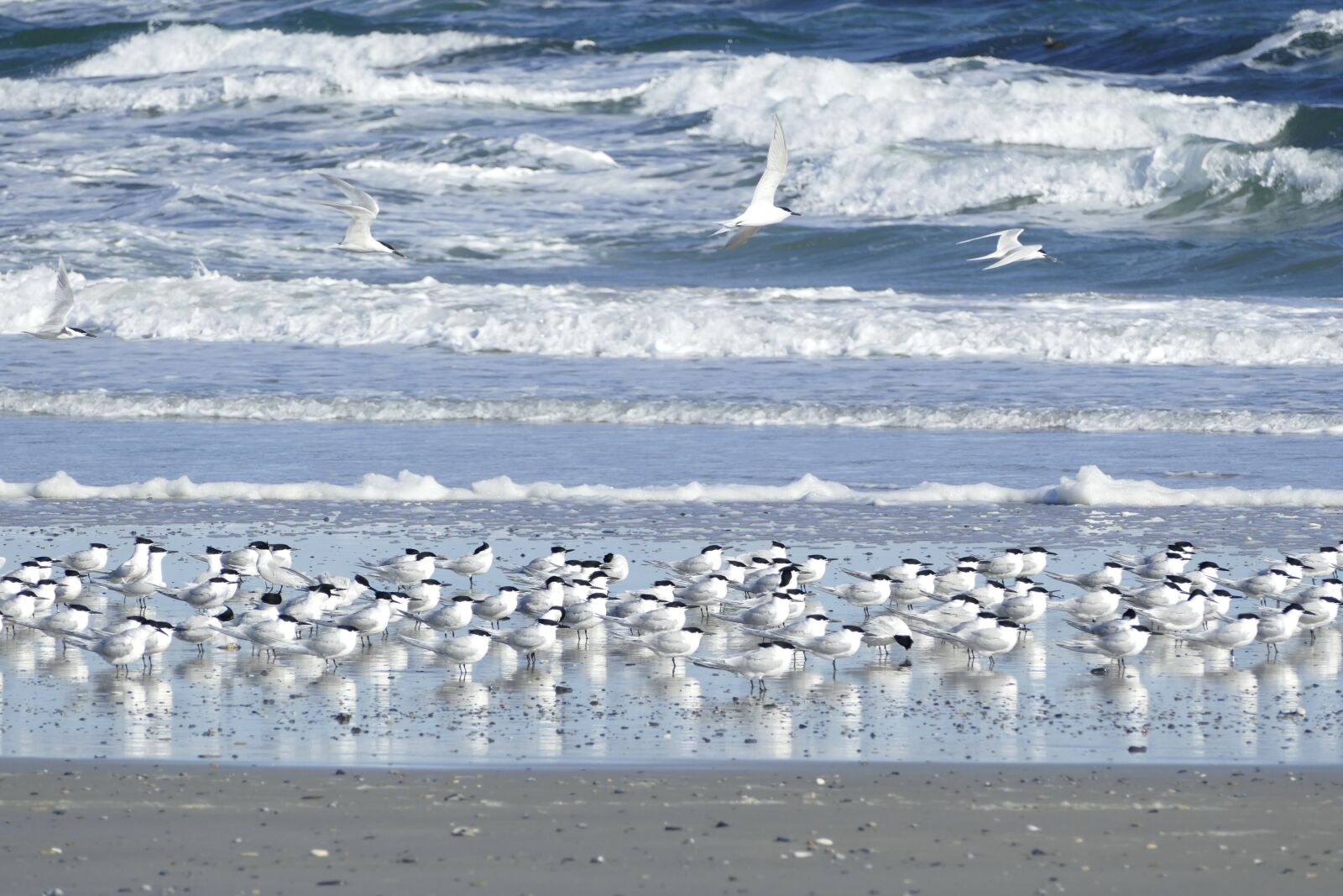 Panasonic Lumix DMC-FZ1000 sample photo. Terns, sandwich tern, seevogel photography