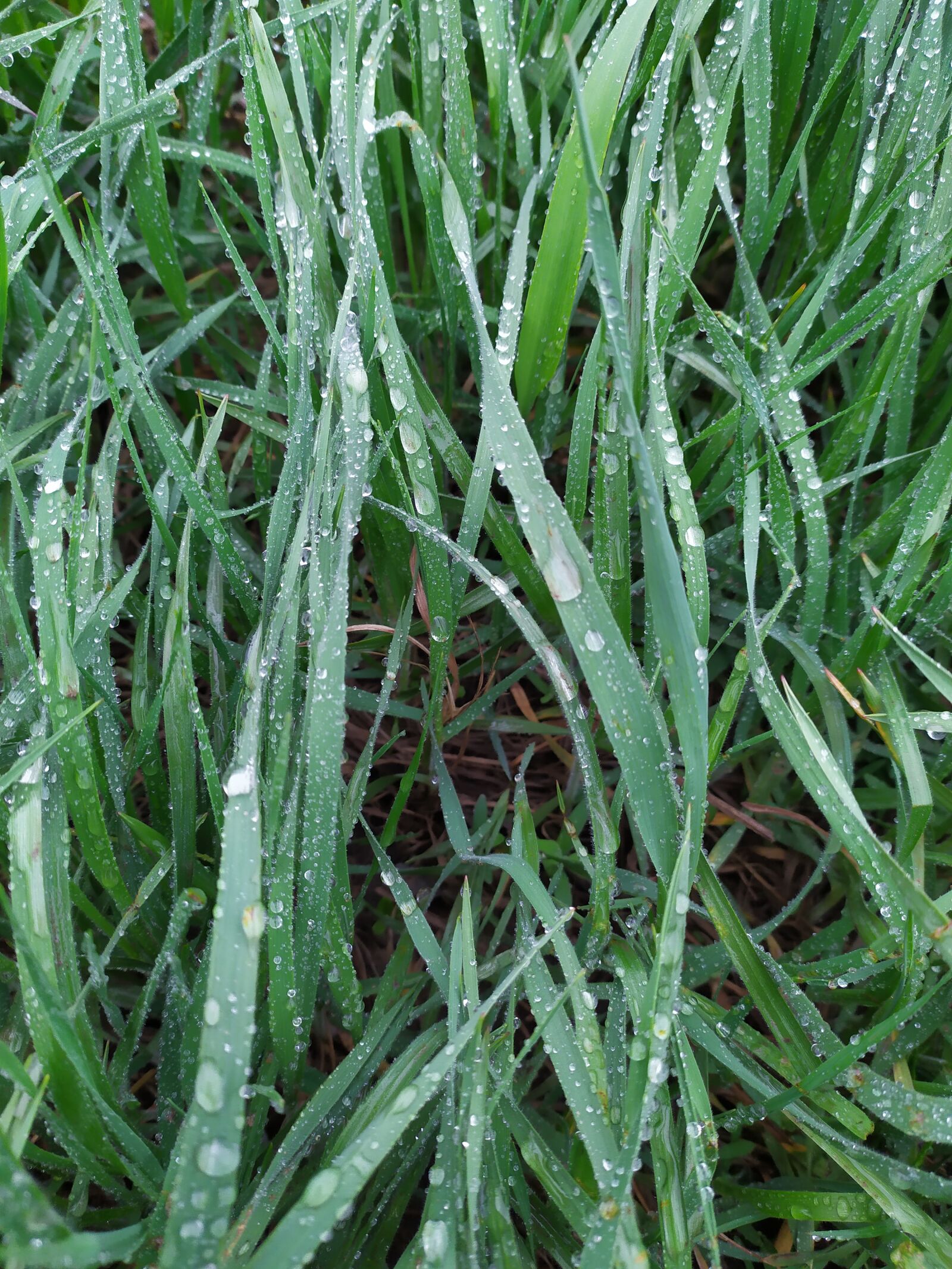 Xiaomi Redmi Note 7 sample photo. Spring, rain, sedge photography