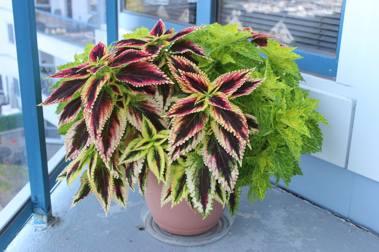Canon EOS 600D (Rebel EOS T3i / EOS Kiss X5) + Canon EF-S 18-55mm F3.5-5.6 IS II sample photo. Coleus, fill, this, condo photography