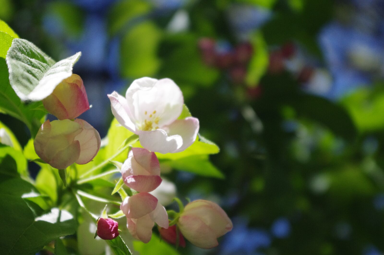 Pentax K-r sample photo. Apple tree, flower, bloom photography