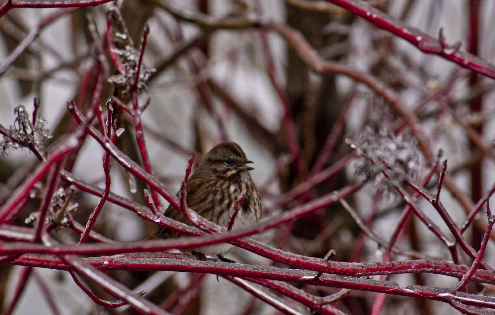 Canon EOS 500D (EOS Rebel T1i / EOS Kiss X3) sample photo. Bird, ice storm, winter photography