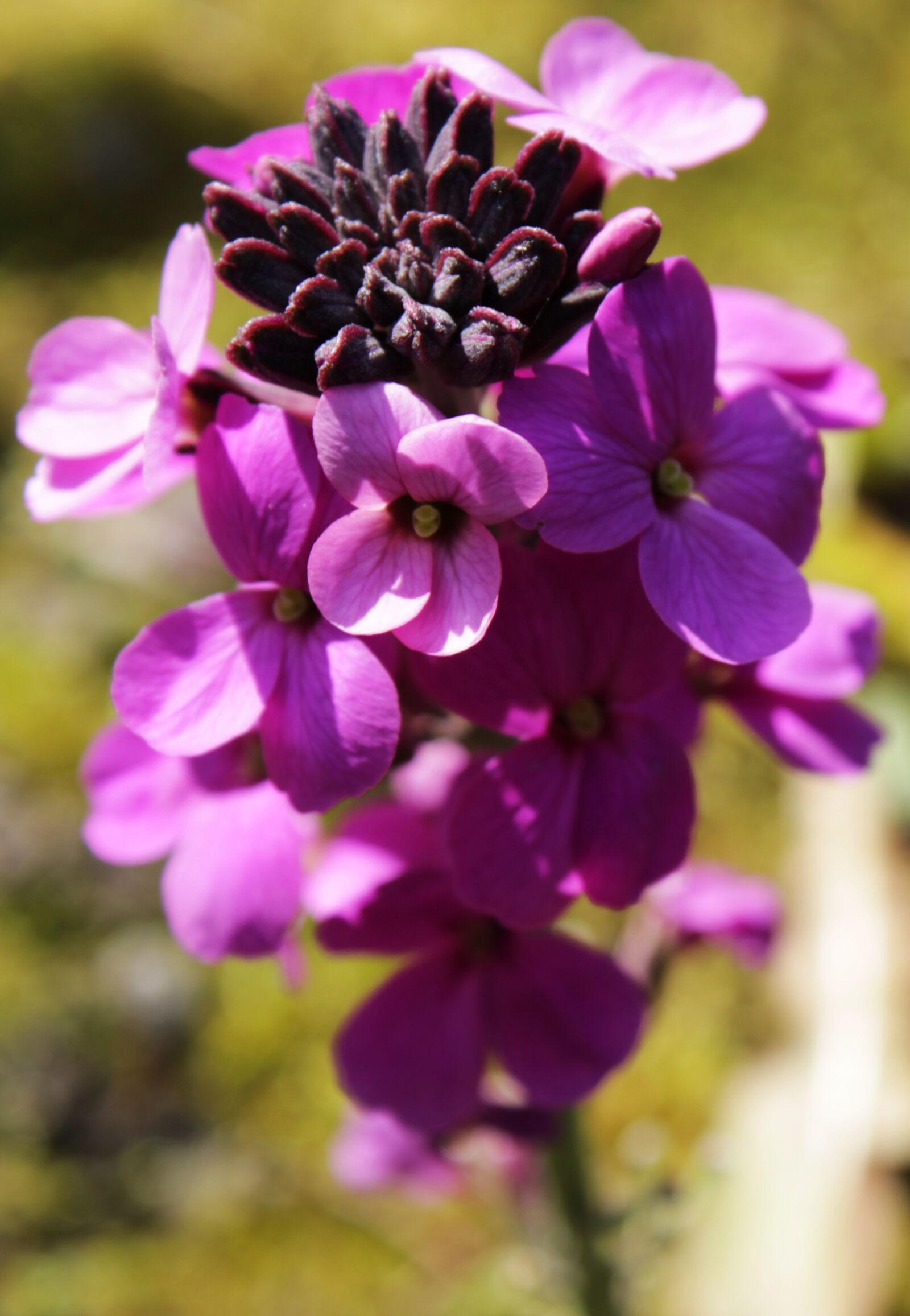 Canon EOS 2000D (EOS Rebel T7 / EOS Kiss X90 / EOS 1500D) sample photo. Flower, wallflower, plant photography