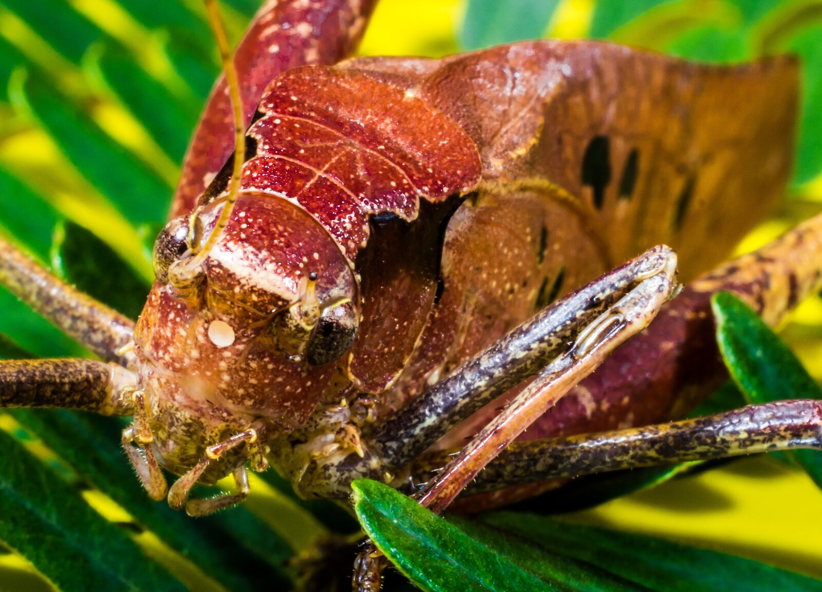 Nikon D5200 sample photo. Grasshopper, viridissima, insect photography