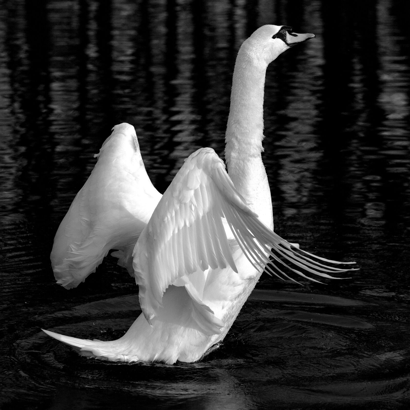 Canon EOS 5D Mark III sample photo. Swan, animal, lake photography