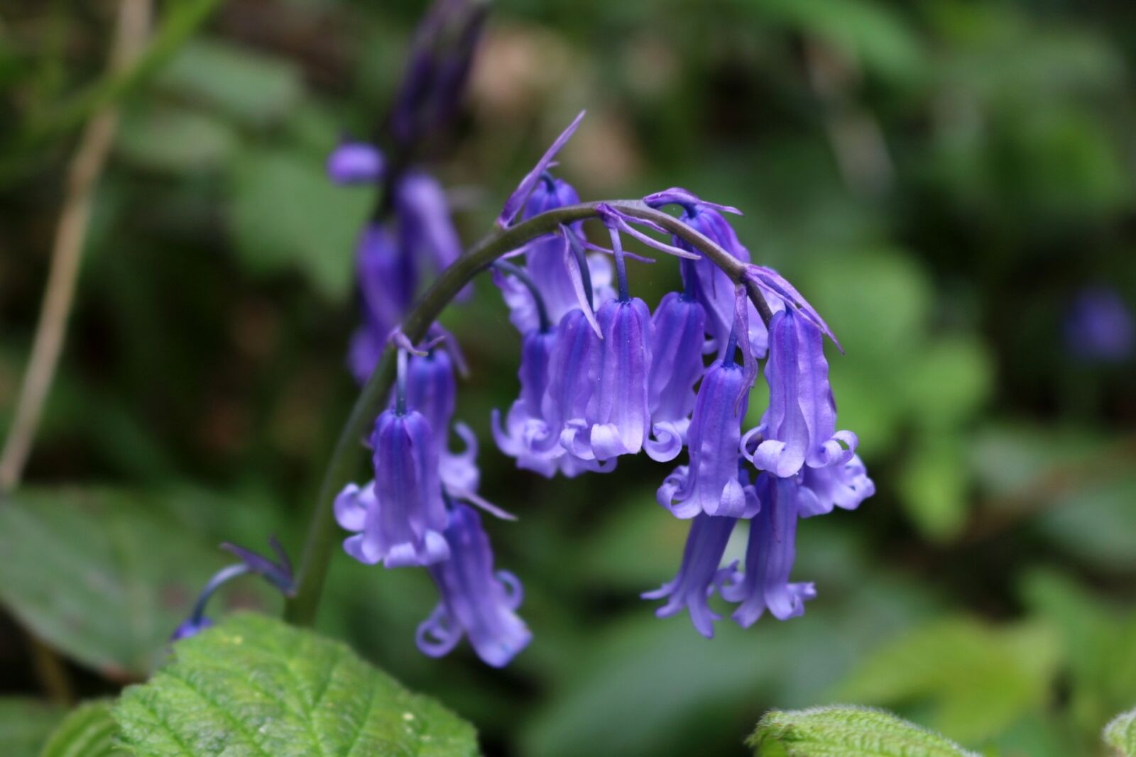 Canon EOS 750D (EOS Rebel T6i / EOS Kiss X8i) sample photo. Bluebells, blue, flower photography