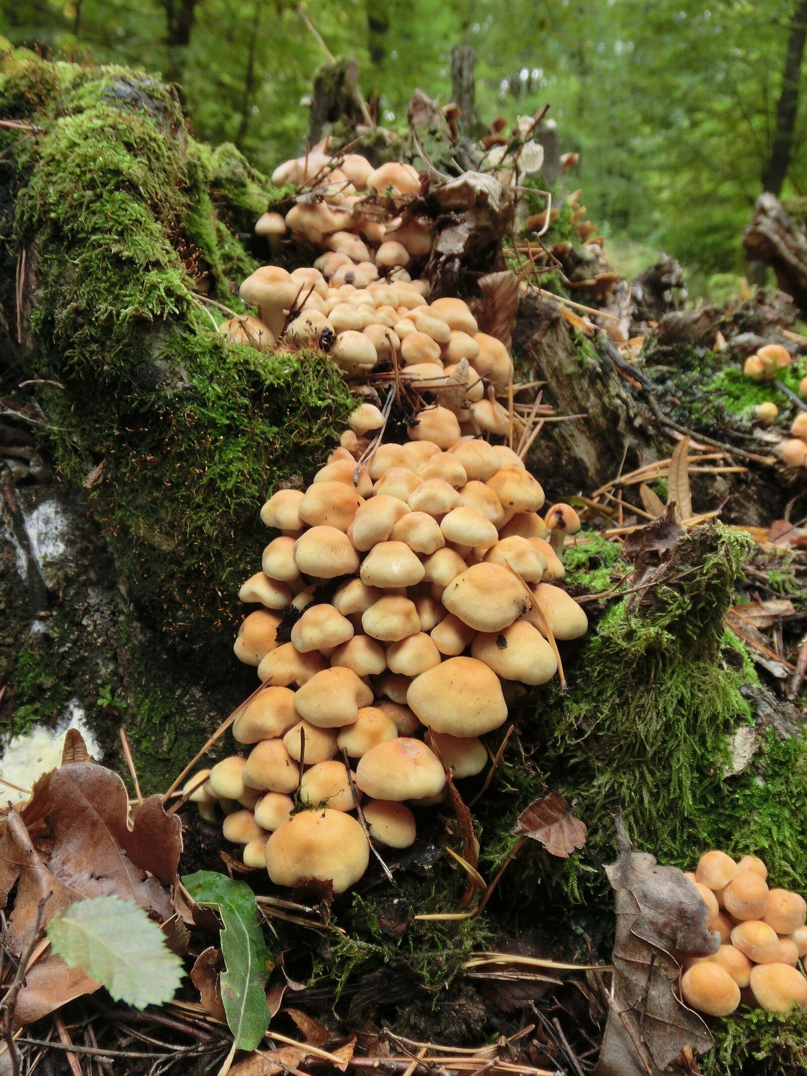 CASIO EX-ZR10 sample photo. Mushrooms, tree stump, nature photography