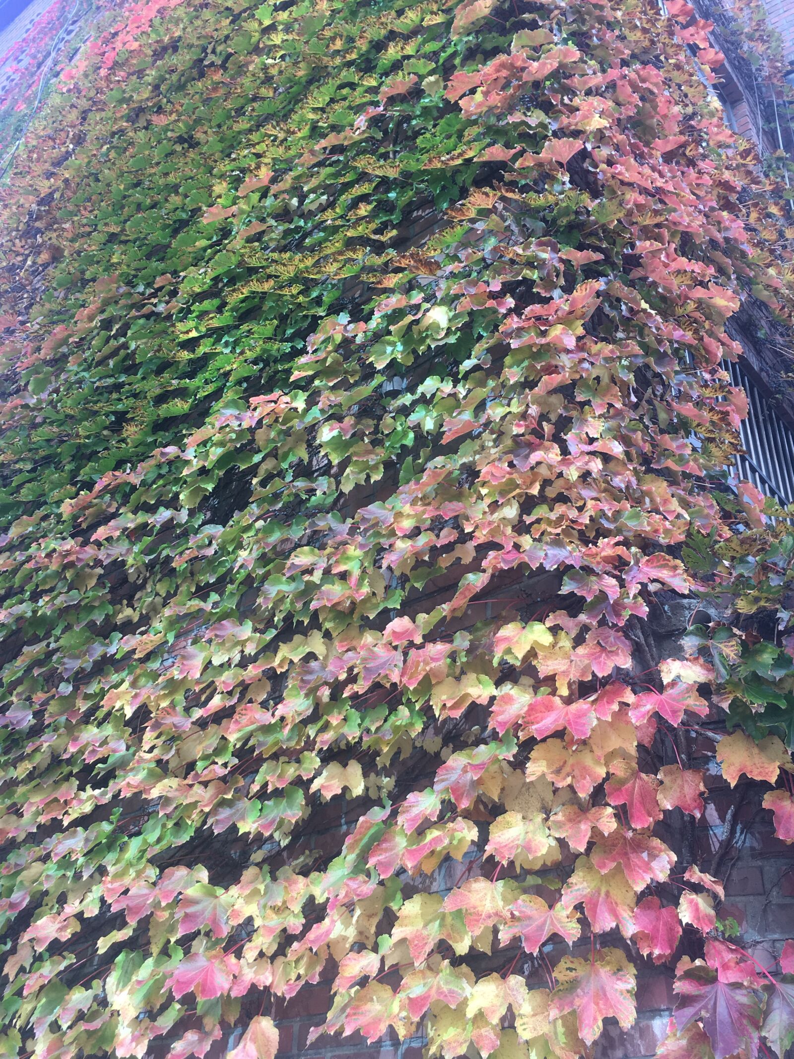 Apple iPhone 6s sample photo. Ivy, the vine, autumn photography