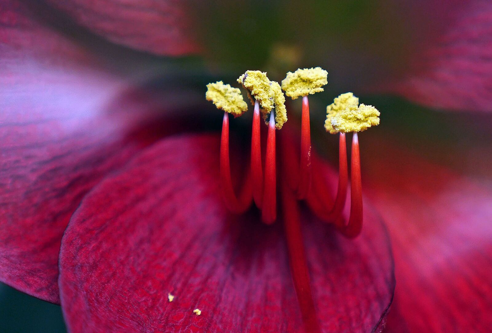 Panasonic Lumix DMC-GH3 sample photo. Amaryllis, christmas flower, blossom photography