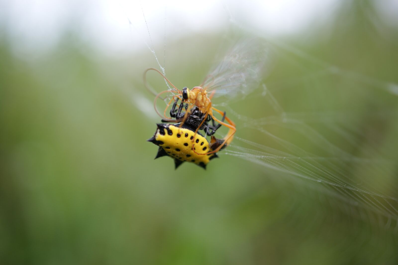 Sony Alpha DSLR-A390 sample photo. Nature, in, the photography