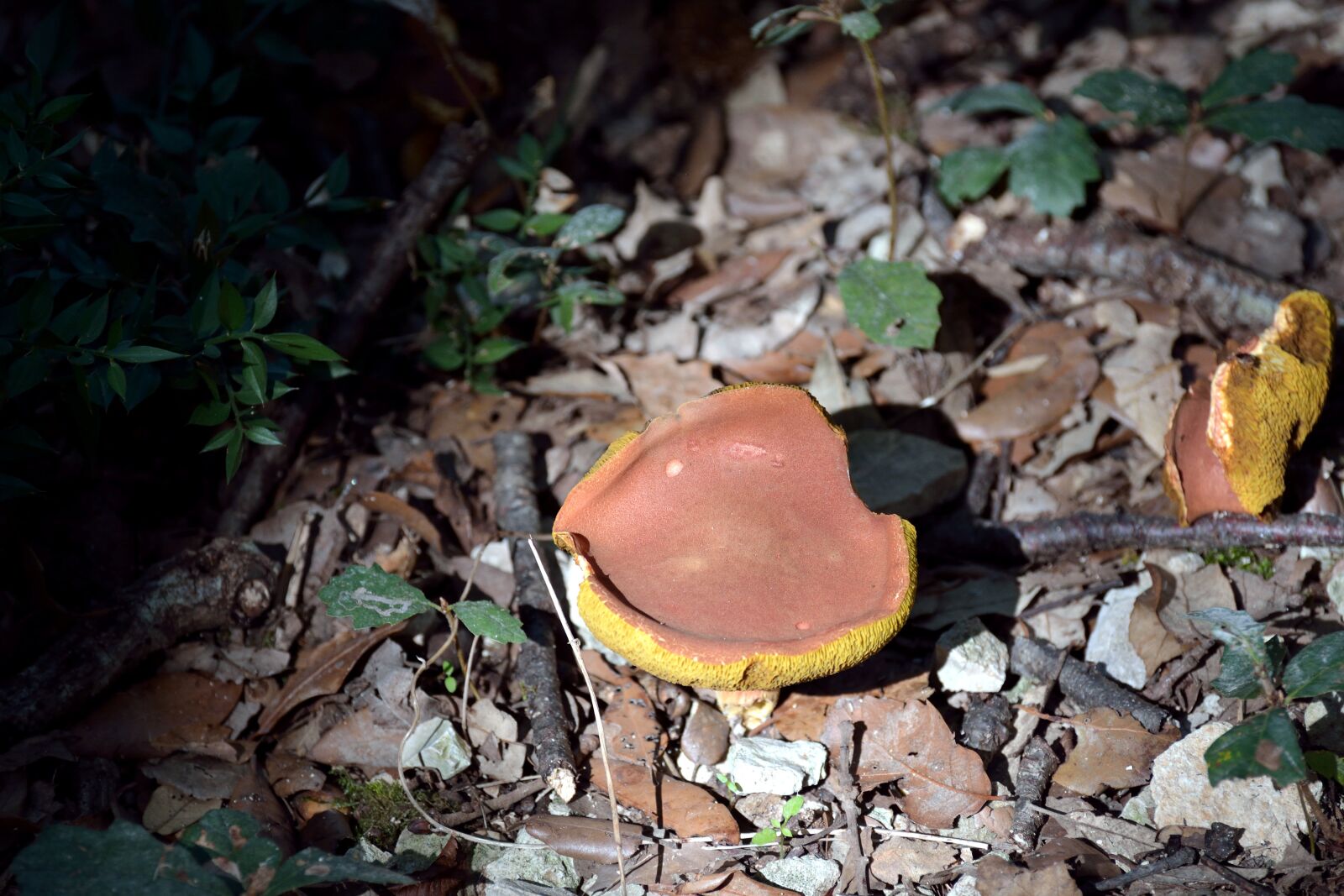 Nikon D7100 sample photo. Mushroom, forest, nature photography