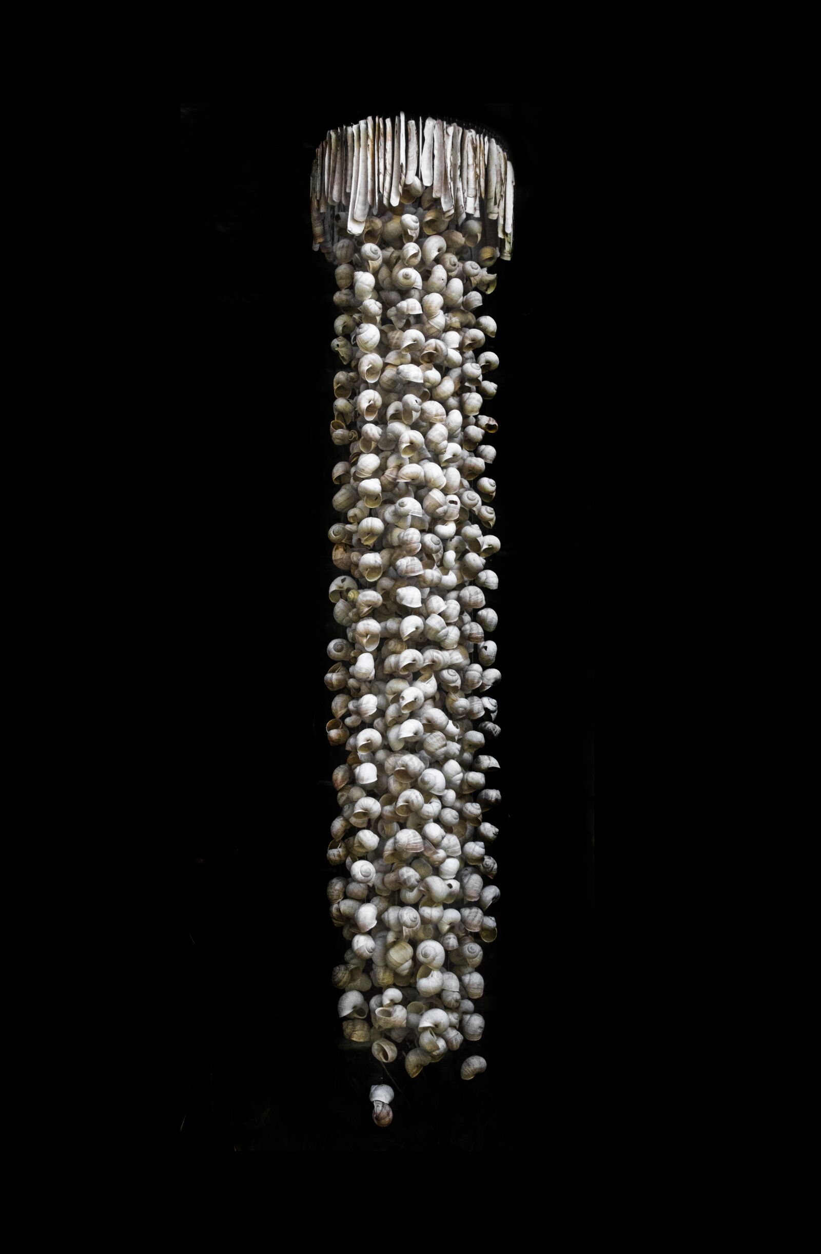 Canon EOS 70D sample photo. Shell, snails, snail photography
