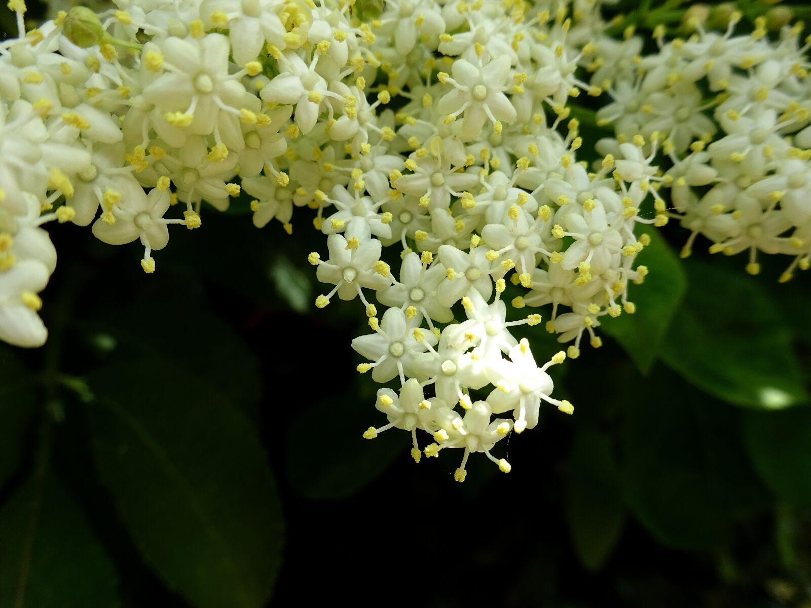 Sony Cyber-shot DSC-WX350 sample photo. Elderflower, blossom, elder photography