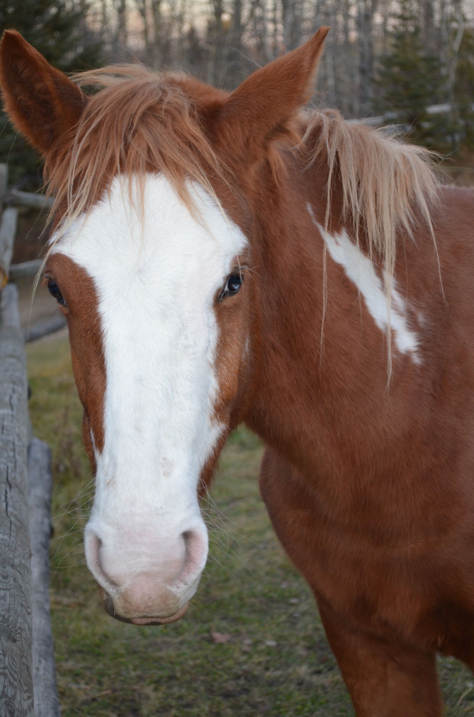 Nikon D5100 sample photo. Animal, mammal, farm photography