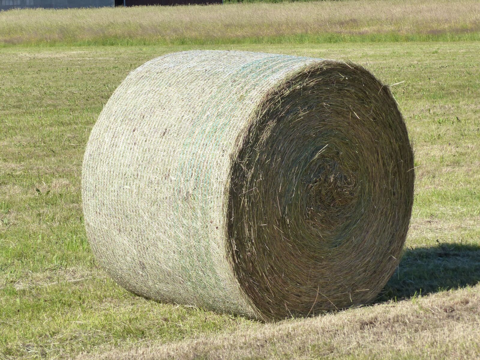 Panasonic Lumix DMC-FZ200 sample photo. Hay, bal, grass photography