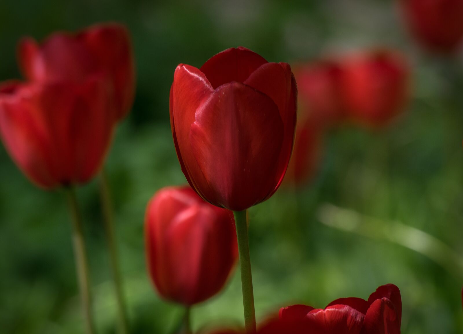 Pentax K-3 sample photo. Tulip, flower, blossom photography