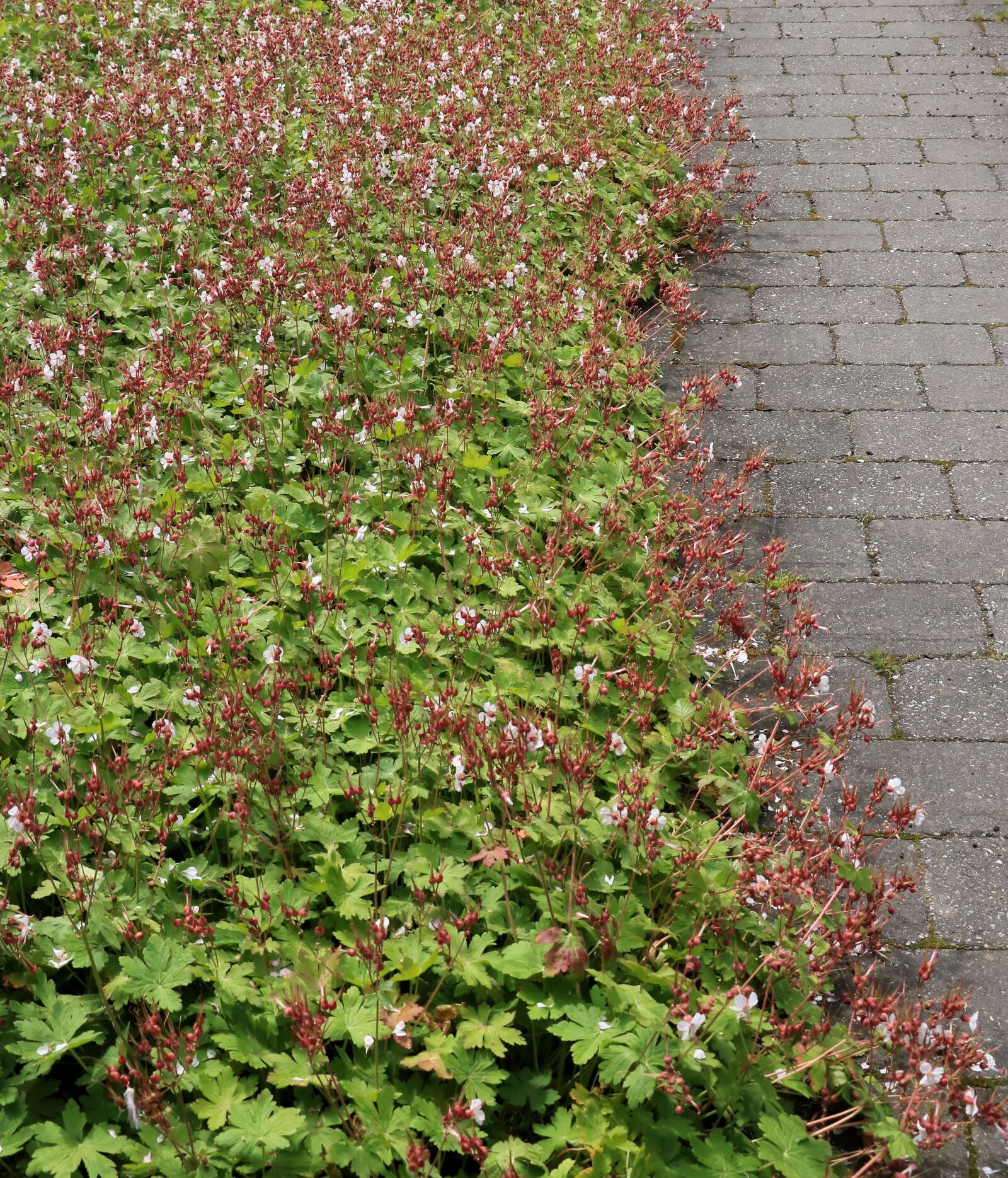 Canon EOS 750D (EOS Rebel T6i / EOS Kiss X8i) sample photo. Garden, nature, plants photography