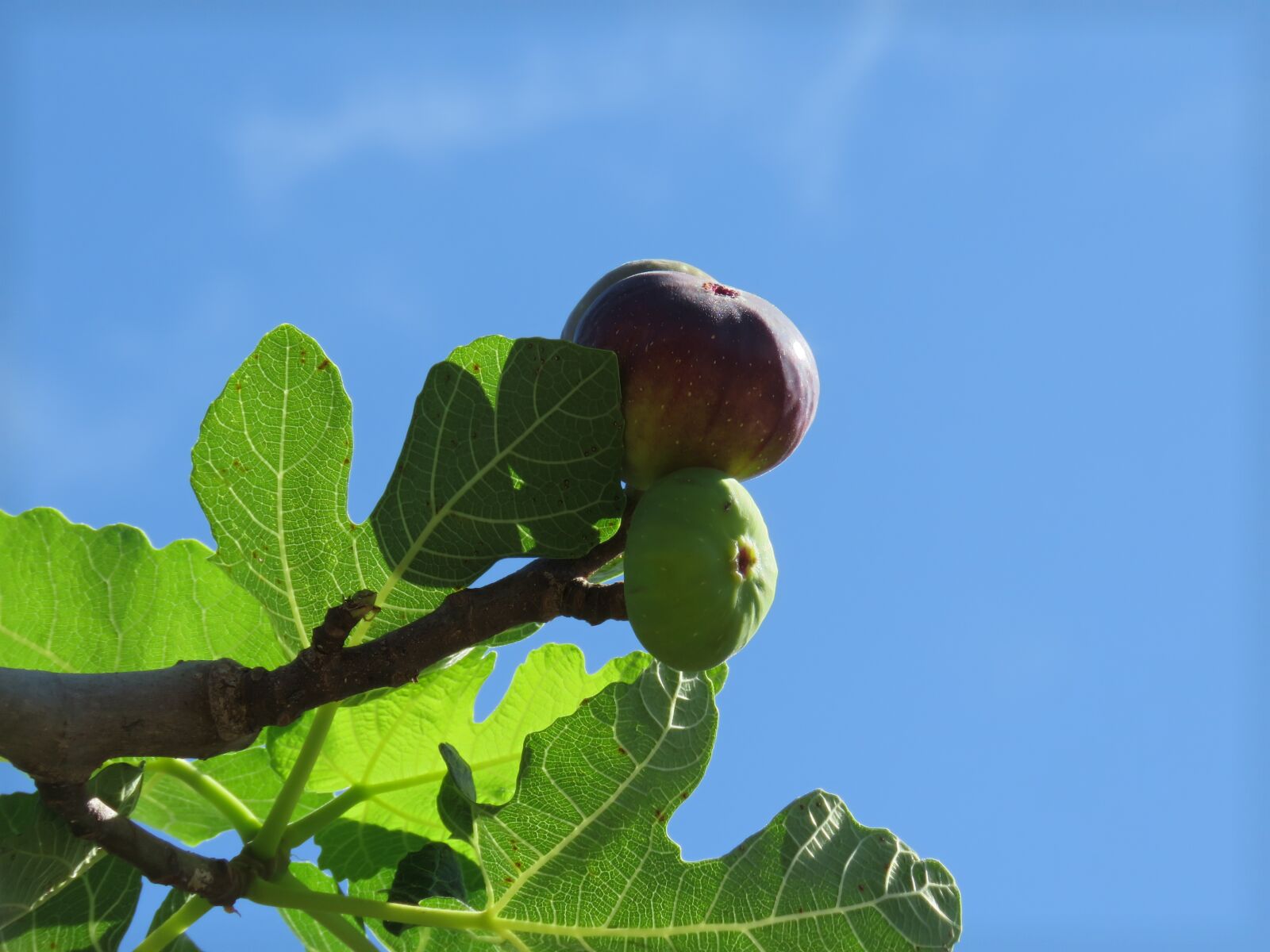 Canon PowerShot SX60 HS sample photo. Fig, fruit, fig tree photography