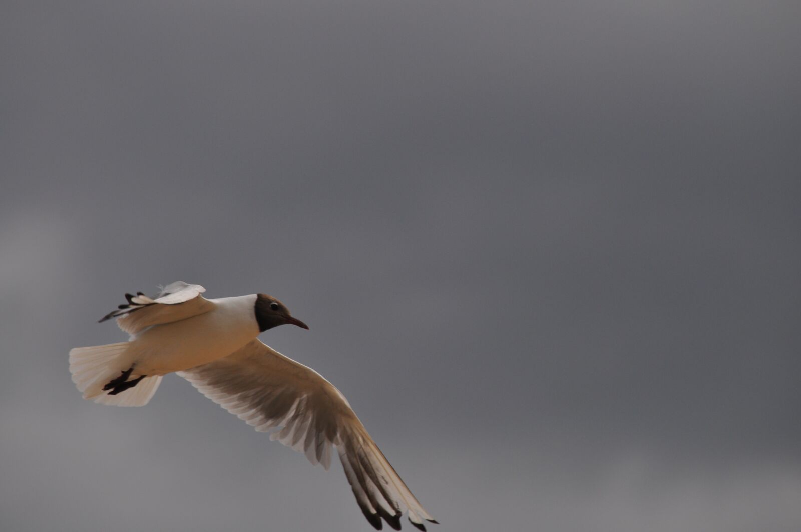 Nikon D5000 sample photo. Birds, the seagulls, nature photography
