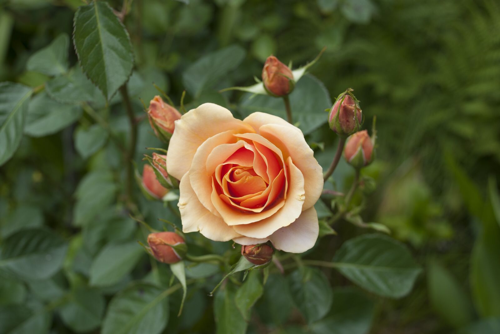 Nikon D80 sample photo. Rosa, flower, orange photography