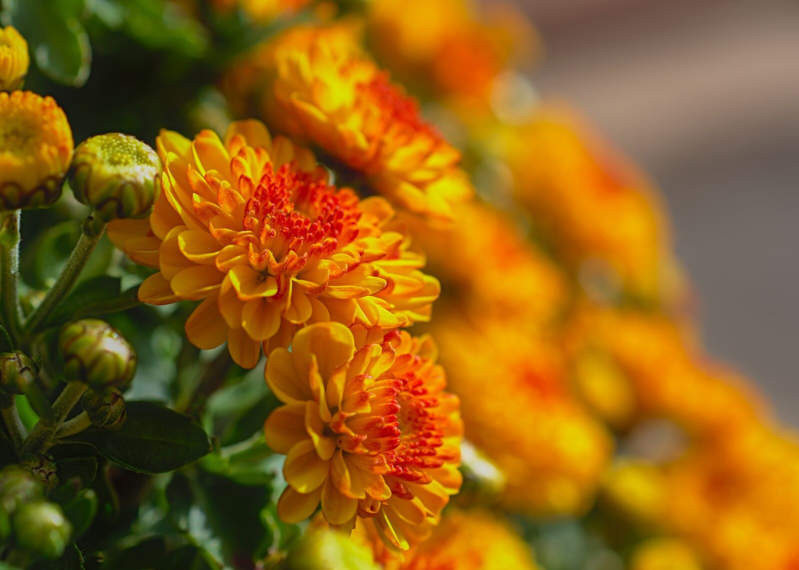 Nikon D5600 sample photo. Chrysanthemums, flowers, composites photography