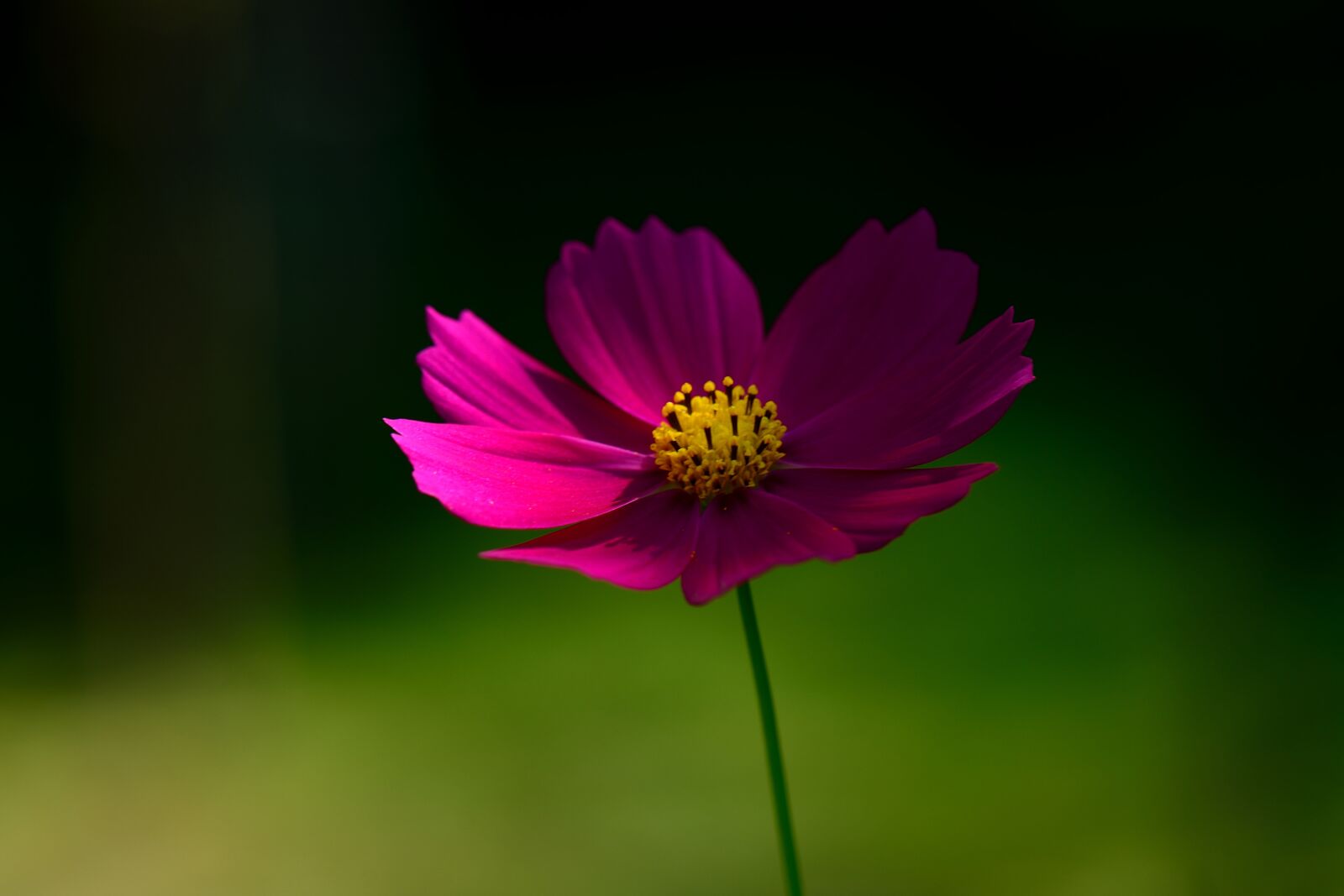 Nikon D800 sample photo. Autumn, plants, common cosmos photography