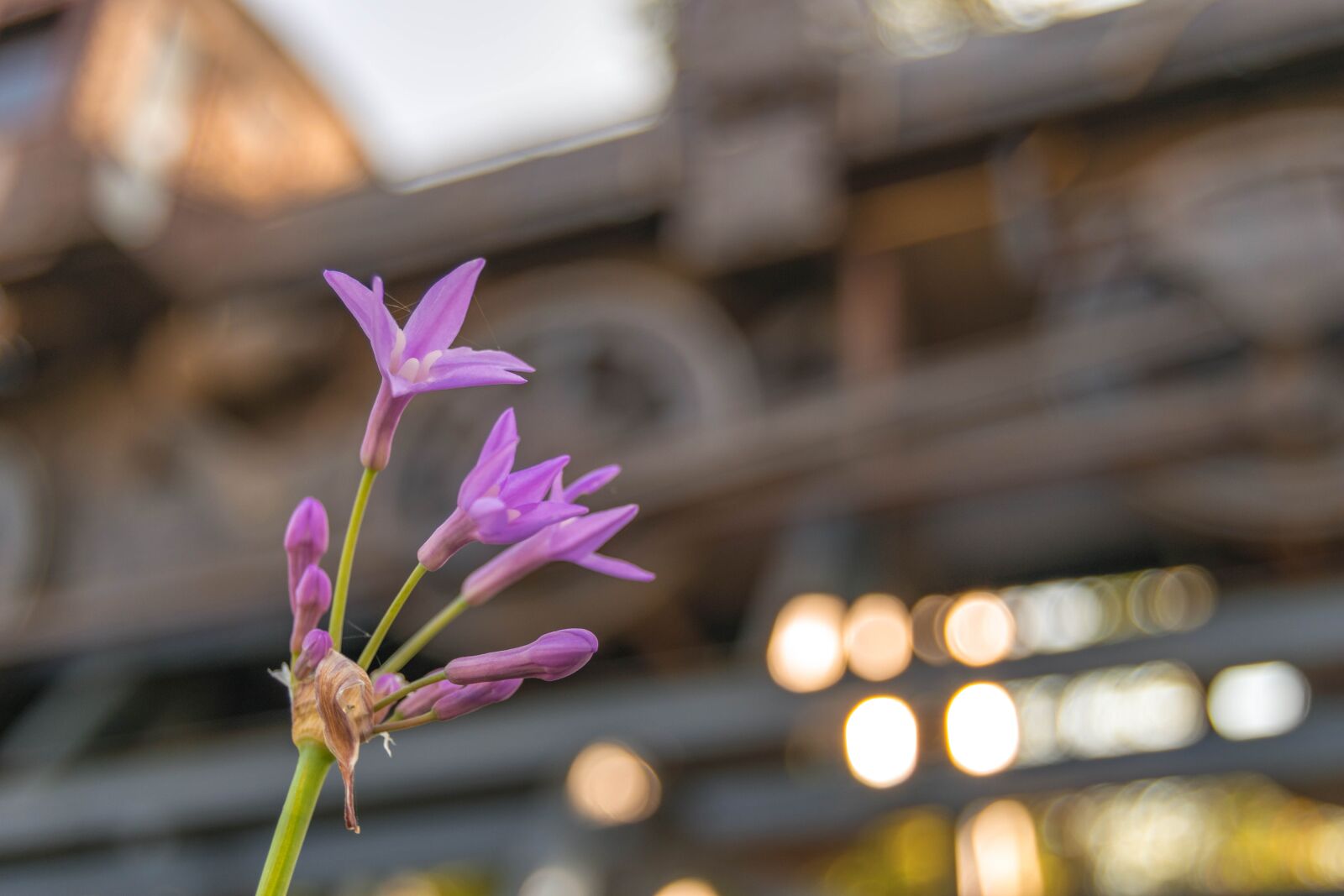 Nikon D3300 sample photo. Flowers, nature, spring photography