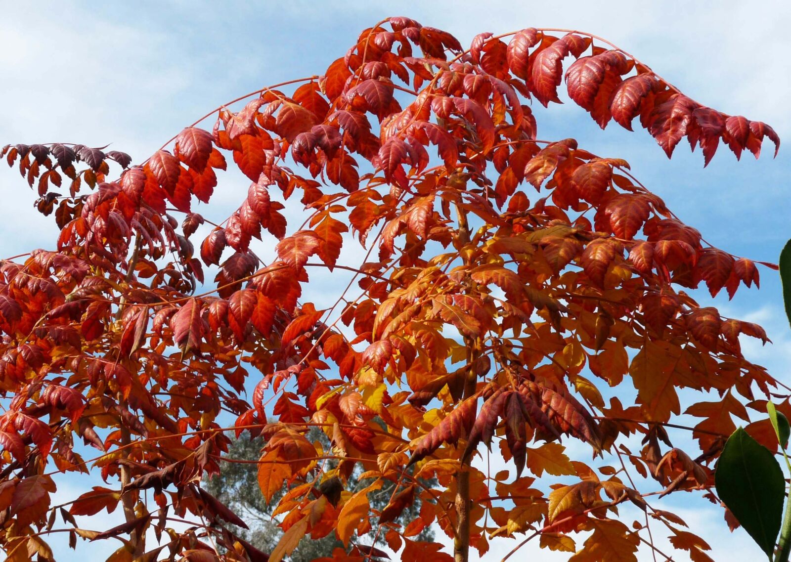 Panasonic Lumix DMC-FZ28 sample photo. Autumn, leaves, sky photography