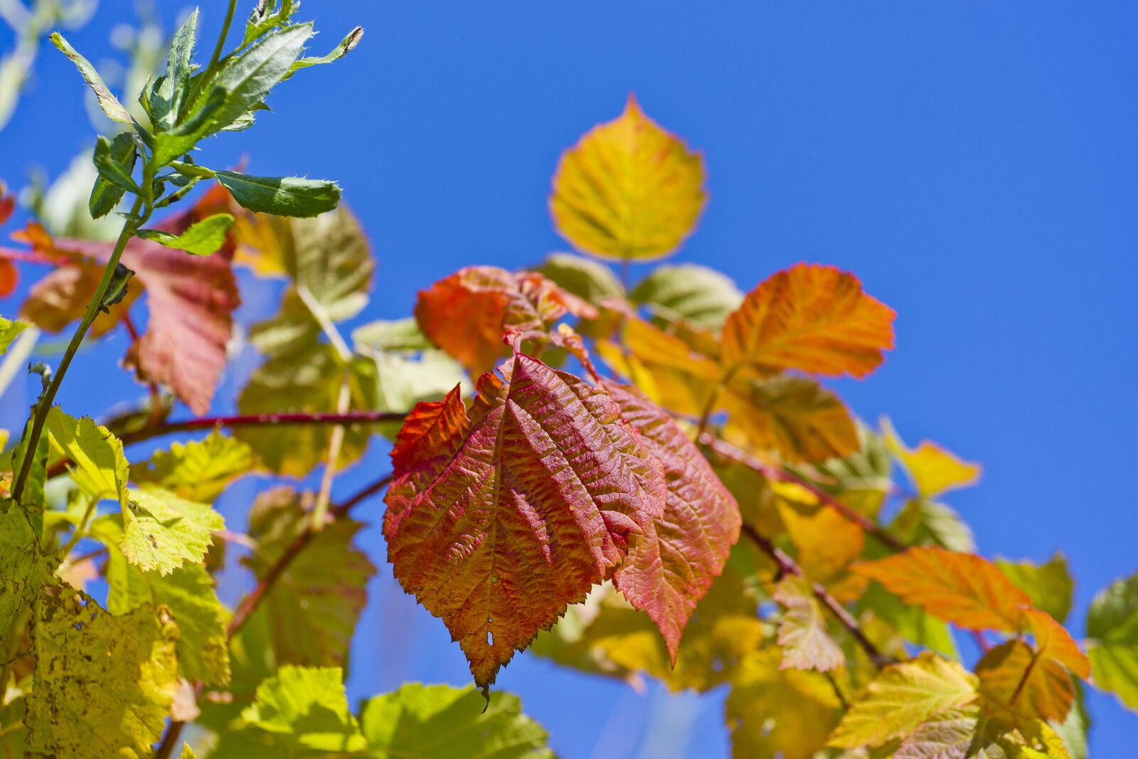 Sony Alpha DSLR-A850 sample photo. Blue, raspberry, nature photography