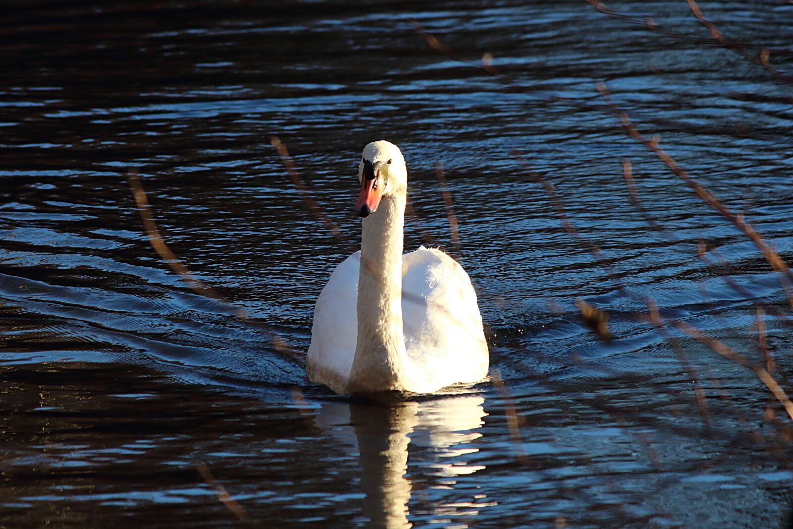 Canon EOS 700D (EOS Rebel T5i / EOS Kiss X7i) sample photo. Swan, water, water bird photography