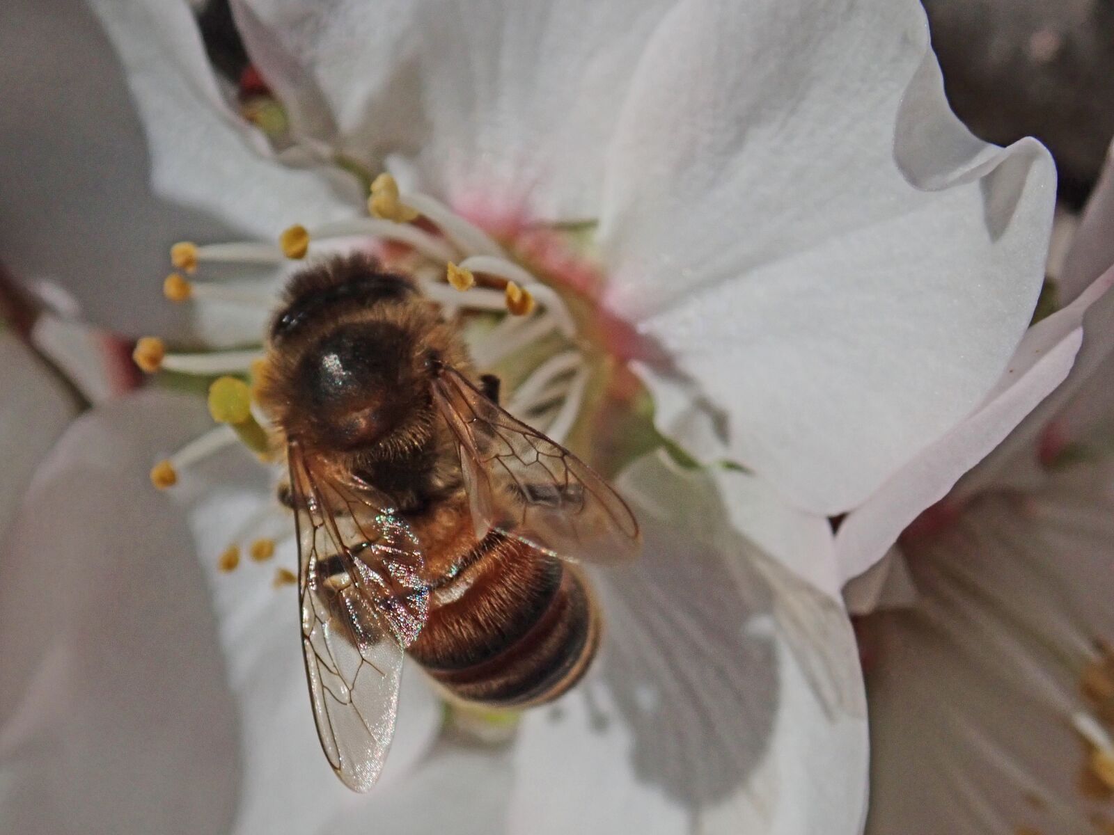 Olympus TG-5 sample photo. Bee, insect, blossom photography