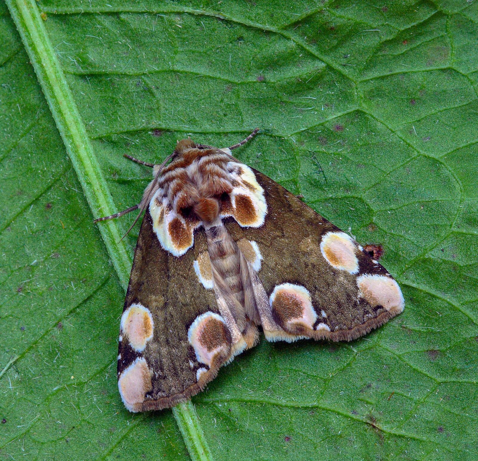 Canon EOS 400D (EOS Digital Rebel XTi / EOS Kiss Digital X) sample photo. Moth, peach-blossom, pattern photography