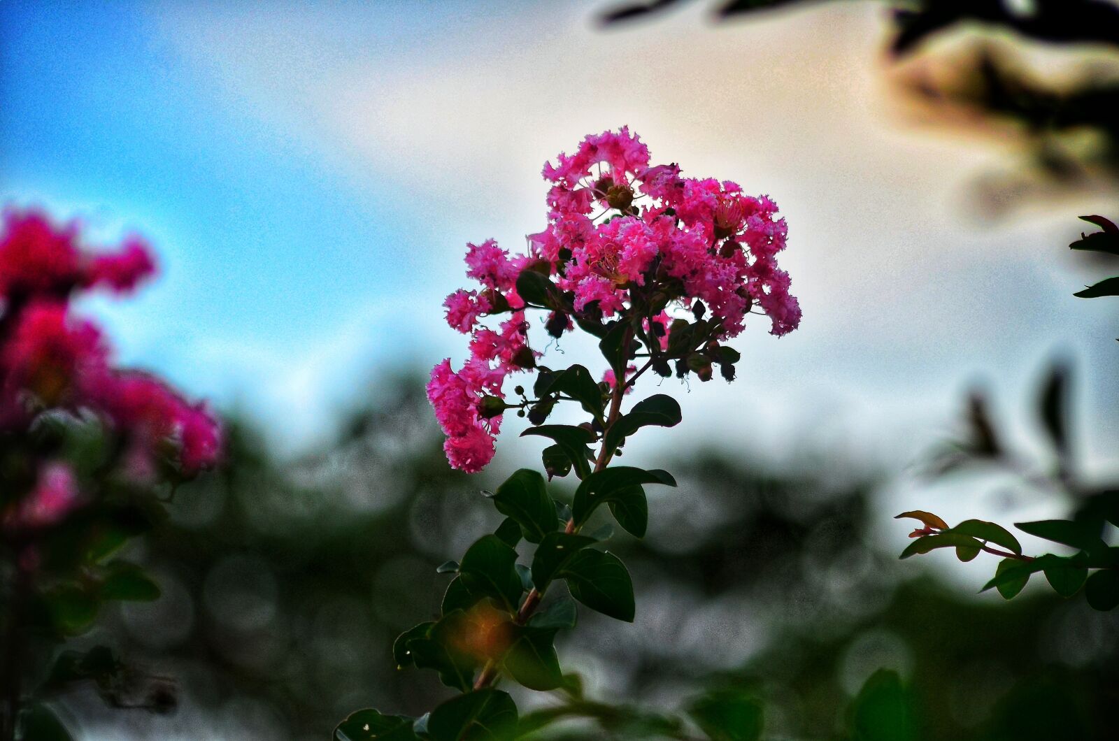Nikon D5100 sample photo. Crape myrtle, flower, plant photography