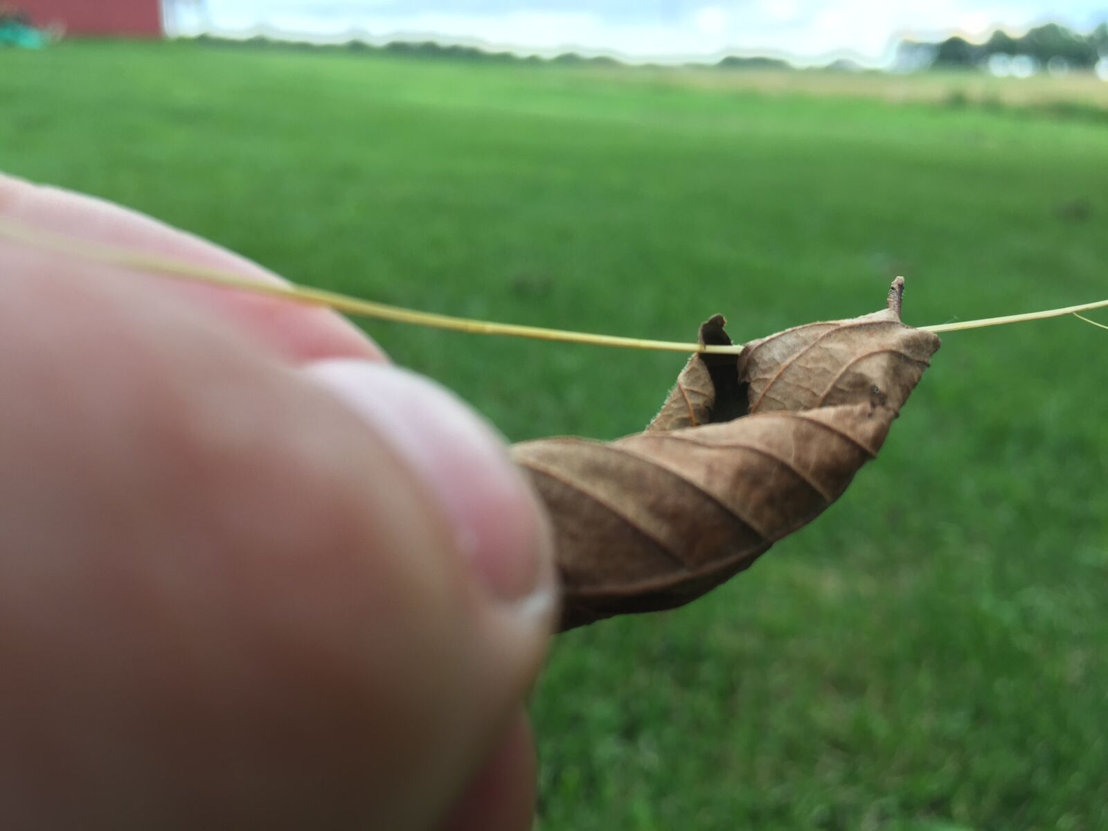 iPhone 6 back camera 4.15mm f/2.2 sample photo. Brown, leaf photography