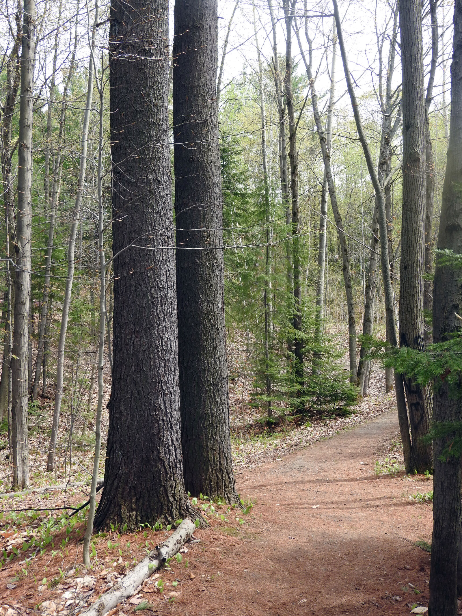 Nikon Coolpix P610 sample photo. Forest, shawinigan, trees photography