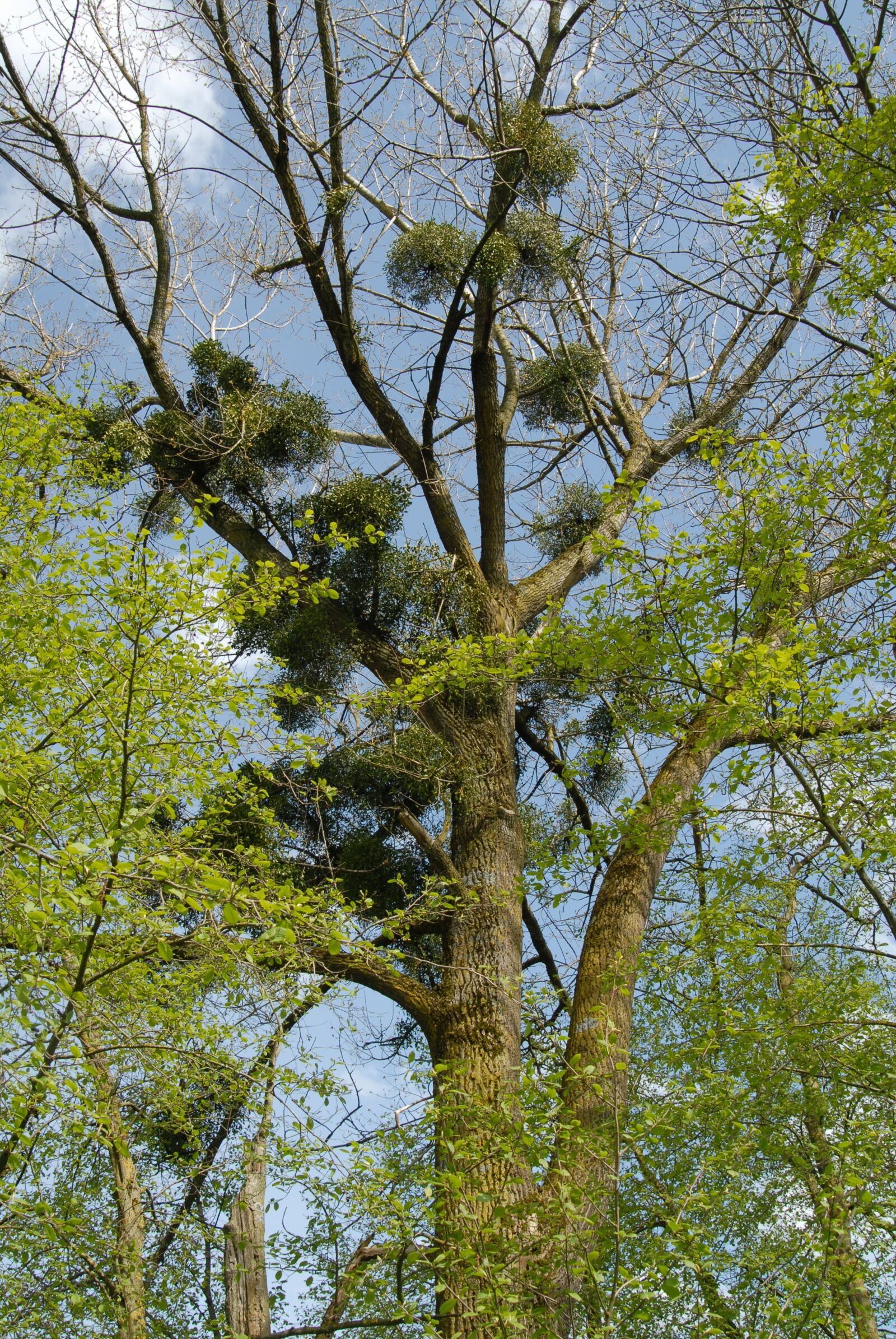 Nikon D200 sample photo. Mistletoe, tree, spring photography