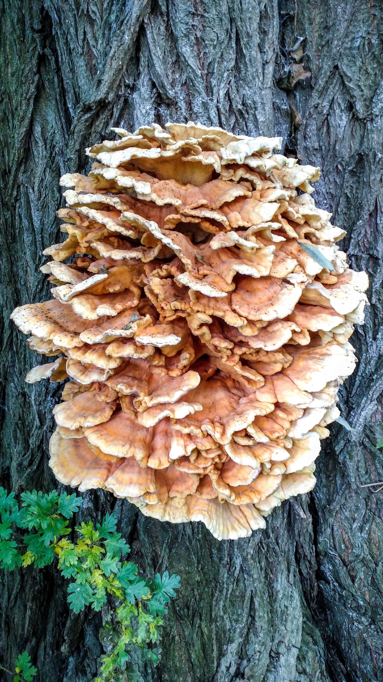 Motorola MotoG3 sample photo. Fungi, tree, fungus photography