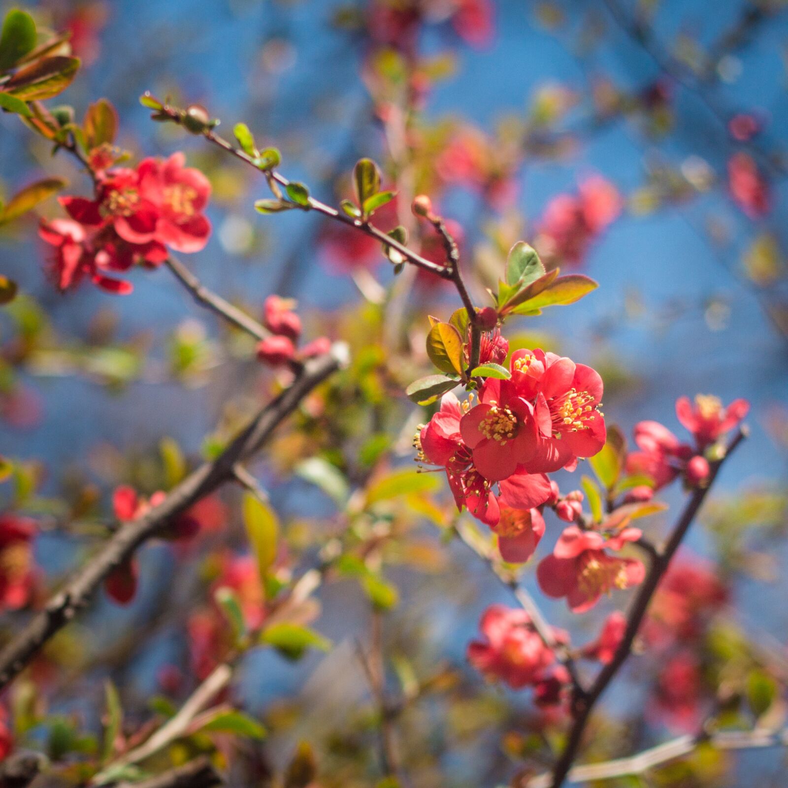 Canon EOS 60D + Canon EF 50mm F1.8 II sample photo. Flowering, flowers, spring photography