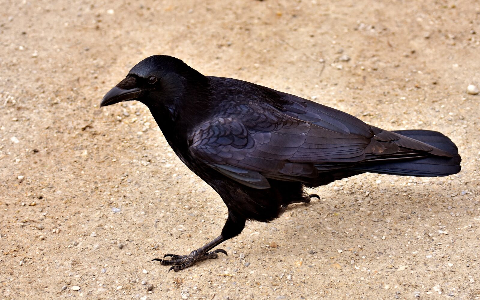 Nikon D7200 sample photo. Common raven, raven, raven photography