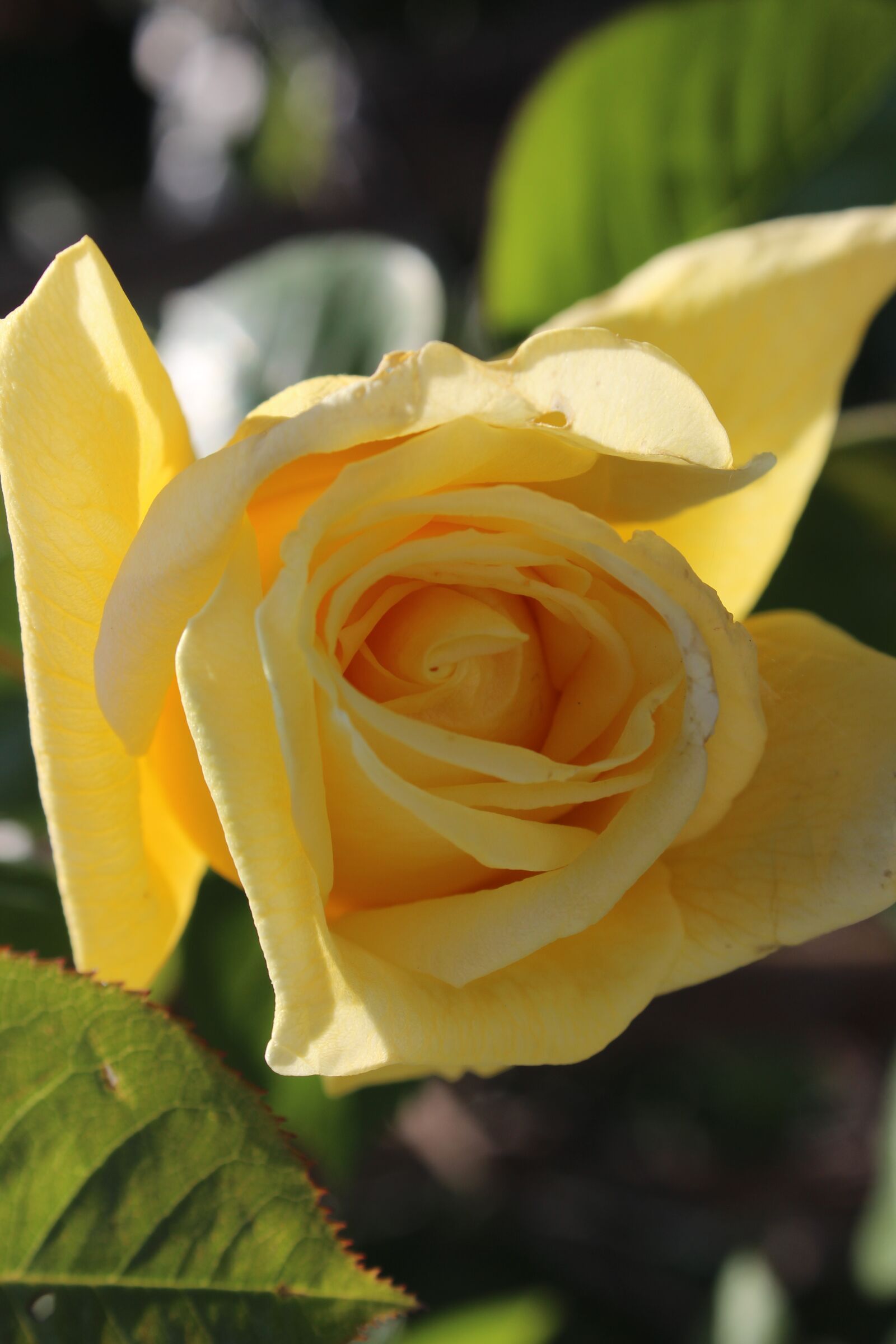 Canon EOS 600D (Rebel EOS T3i / EOS Kiss X5) sample photo. Rose, flower, love photography