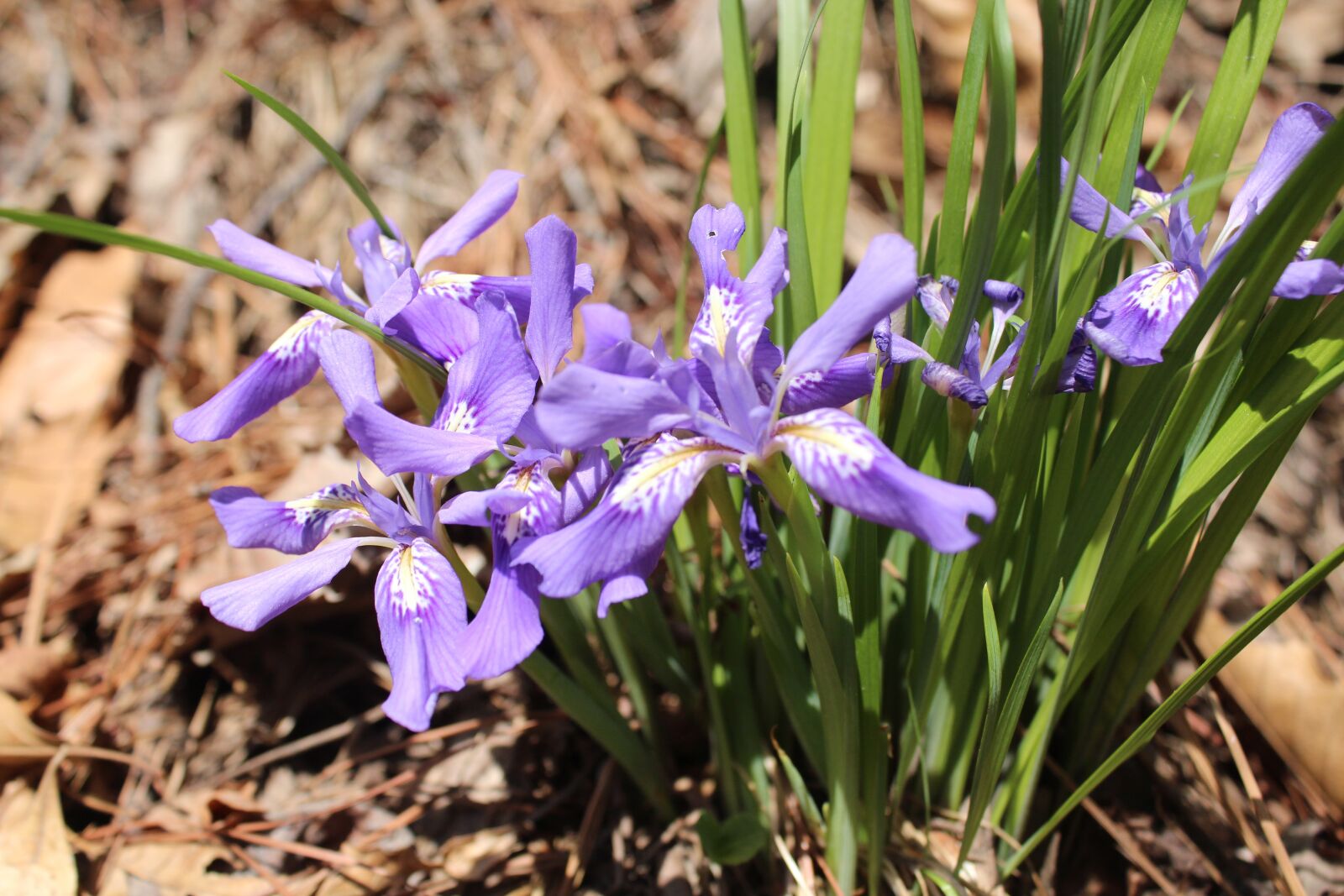 Canon EOS 650D (EOS Rebel T4i / EOS Kiss X6i) sample photo. Each time vary, repair photography