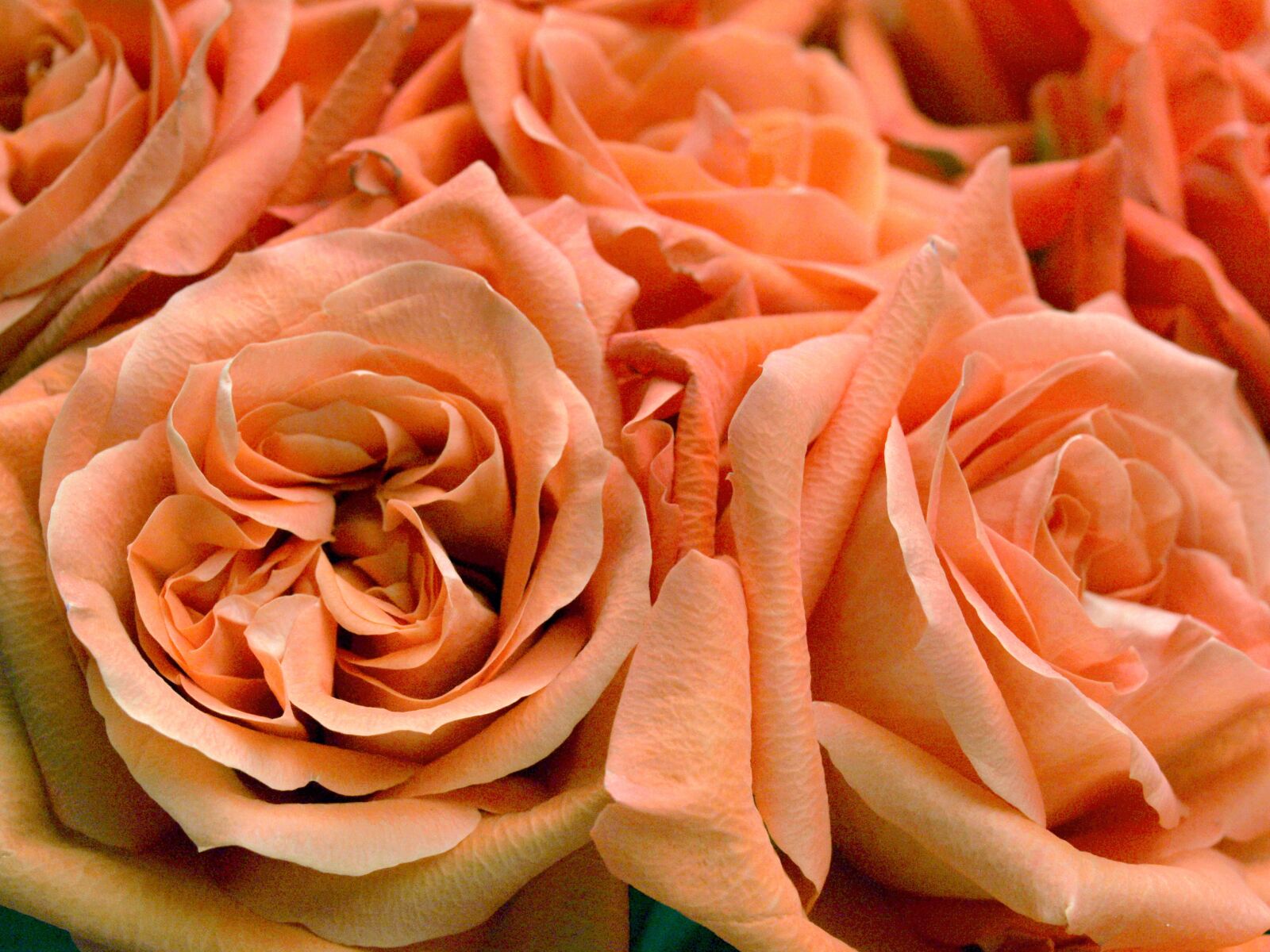 Olympus E-520 (EVOLT E-520) sample photo. Roses, flower, bouquet photography