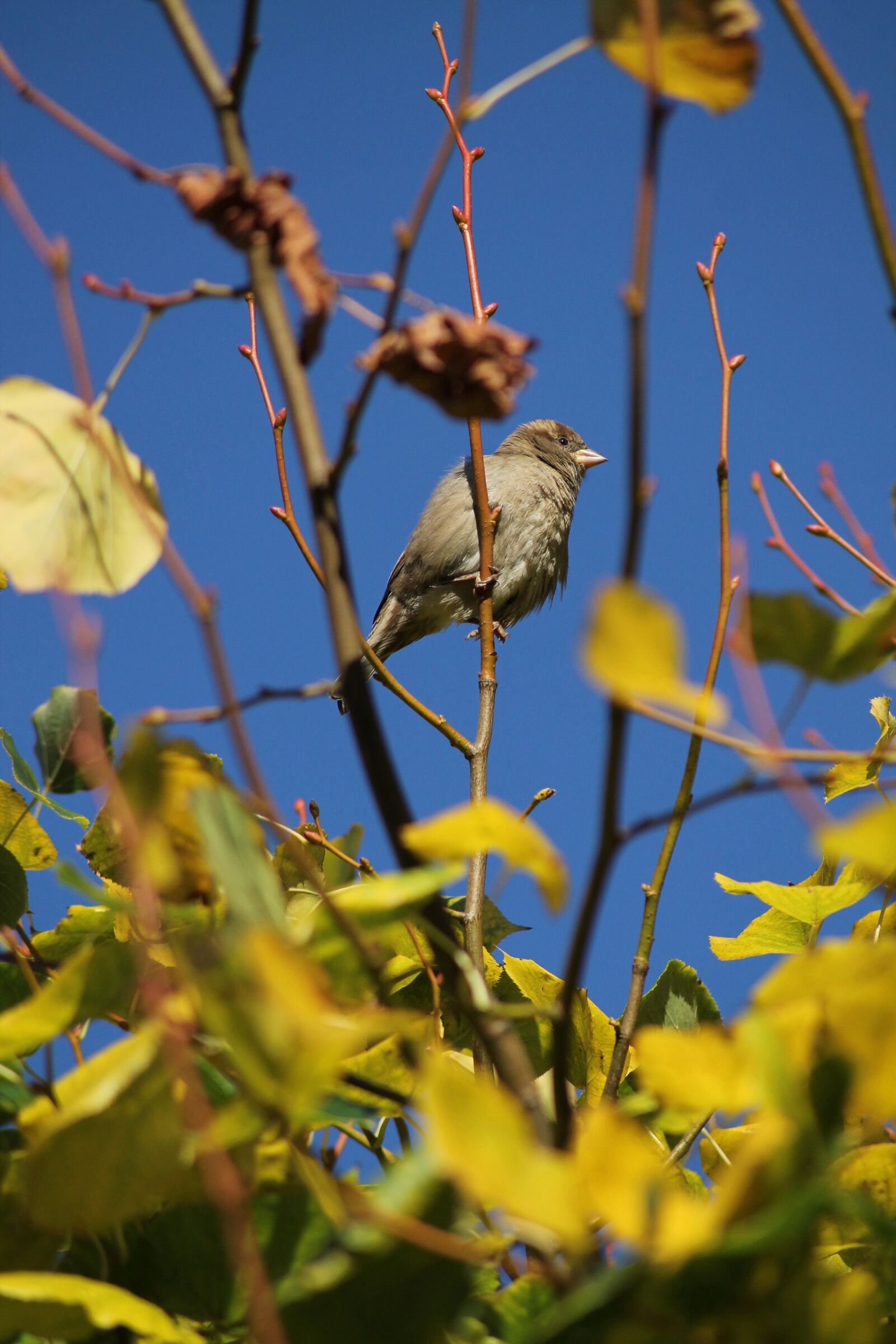 Canon EOS 1100D (EOS Rebel T3 / EOS Kiss X50) sample photo. Bird, sparrow, sperling photography
