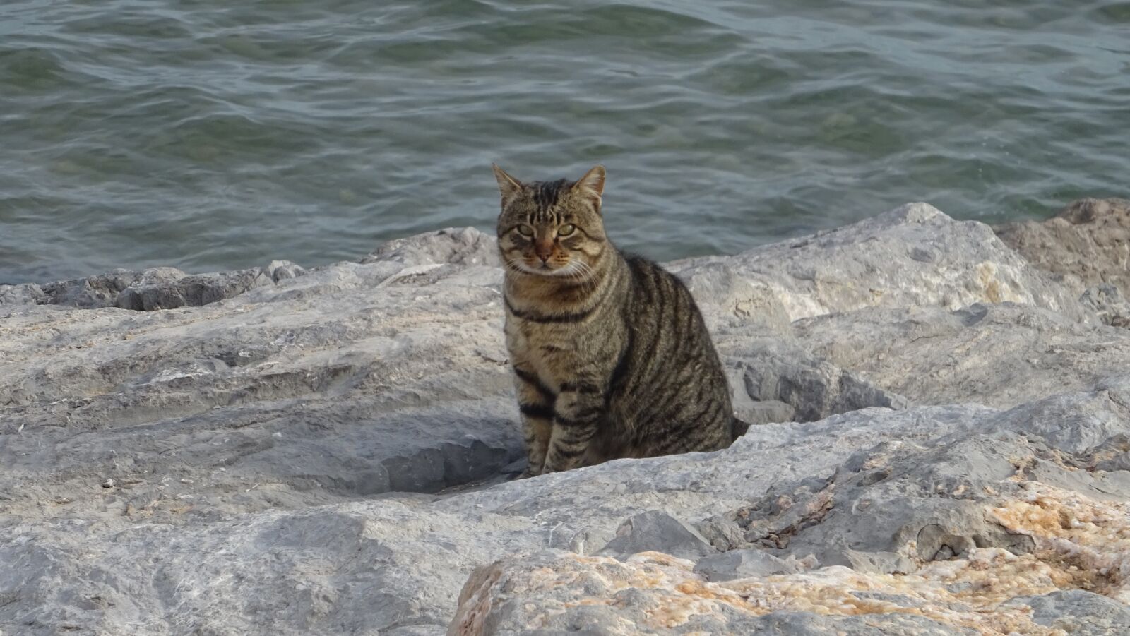 Sony DSC-HX60V sample photo. Cat, rocks, sea photography