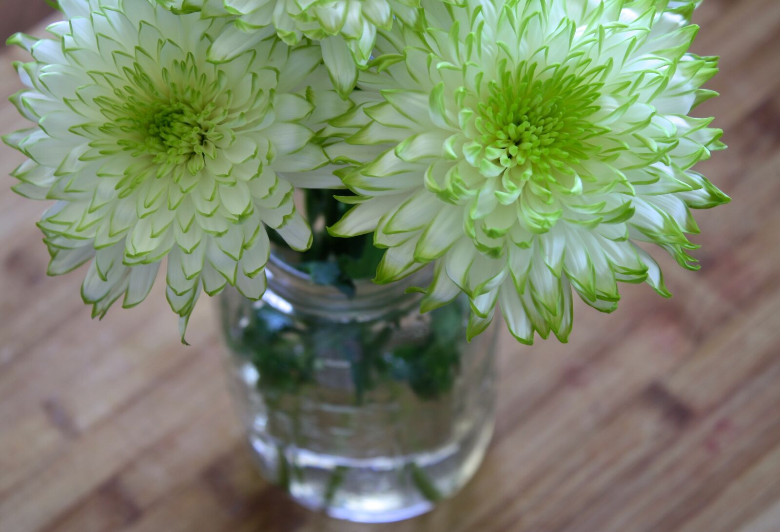 Canon EOS 1000D (EOS Digital Rebel XS / EOS Kiss F) sample photo. Flowers, white, green photography